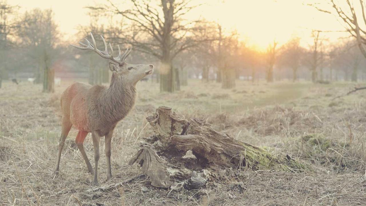 cam little Conceptual Visualization